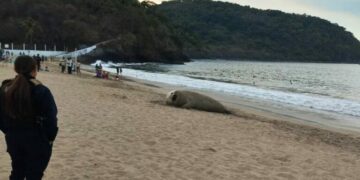 Elefante marino ‘vacaciona’ en playas de Nayarit; lo llaman ‘Panchito’