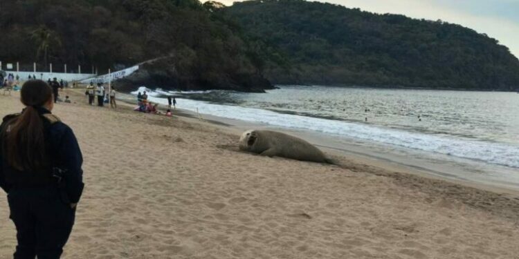 Elefante marino ‘vacaciona’ en playas de Nayarit; lo llaman ‘Panchito’