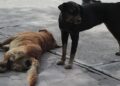 Posible envenenamiento de mascotas alerta a vecinos de la colonia El Paseo