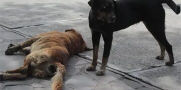 Posible envenenamiento de mascotas alerta a vecinos de la colonia El Paseo