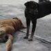 Posible envenenamiento de mascotas alerta a vecinos de la colonia El Paseo