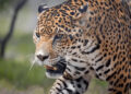 Captan avistamiento de cachorros de jaguar en la Zona Media de San Luis Potosí
