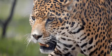 Captan avistamiento de cachorros de jaguar en la Zona Media de San Luis Potosí