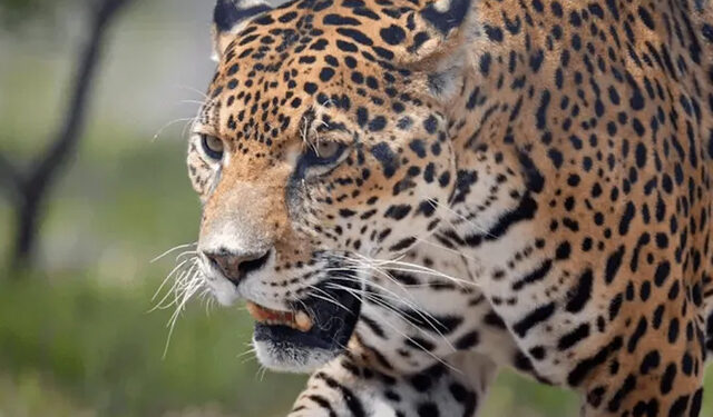 Captan avistamiento de cachorros de jaguar en la Zona Media de San Luis Potosí