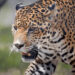 Captan avistamiento de cachorros de jaguar en la Zona Media de San Luis Potosí