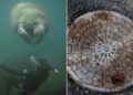 Rescatan manatí atrapado en drenaje pluvial de Florida