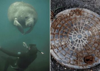Rescatan manatí atrapado en drenaje pluvial de Florida