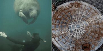 Rescatan manatí atrapado en drenaje pluvial de Florida