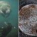 Rescatan manatí atrapado en drenaje pluvial de Florida