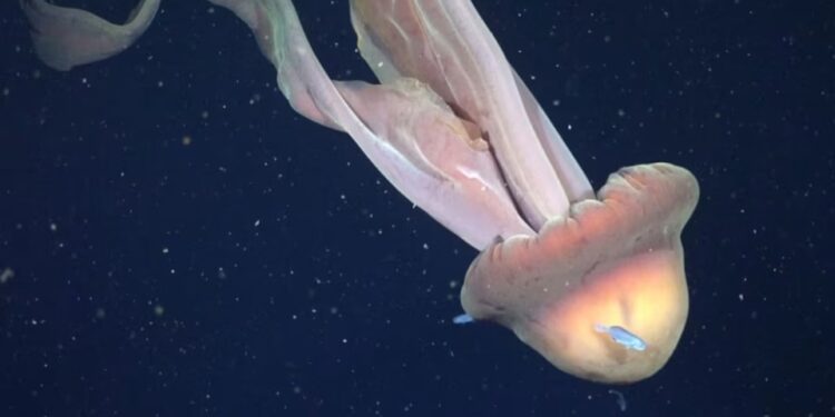 La medusa gigante registrada en el Mar Argentino por científicos del CONICET: “mide como un autobús escolar”