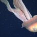 La medusa gigante registrada en el Mar Argentino por científicos del CONICET: “mide como un autobús escolar”