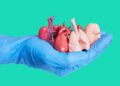 Donación de órganos y tejidos: cómo dejar constancia y qué hacer para que se respete tu decisión