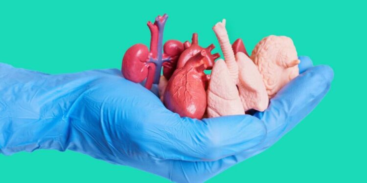 Donación de órganos y tejidos: cómo dejar constancia y qué hacer para que se respete tu decisión
