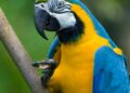 Penas de hasta siete años de prisión por matar especies en peligro en San Luis Potosí