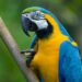 Penas de hasta siete años de prisión por matar especies en peligro en San Luis Potosí
