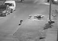 Alertan por jauría agresiva; señalan omisión de Bienestar Animal Municipal