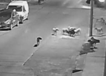 Alertan por jauría agresiva; señalan omisión de Bienestar Animal Municipal