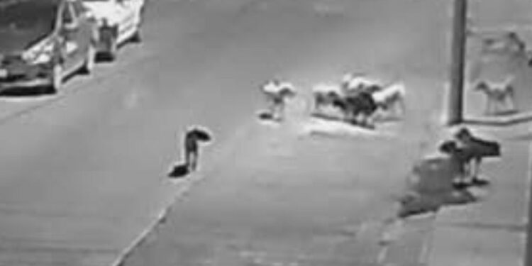 Alertan por jauría agresiva; señalan omisión de Bienestar Animal Municipal