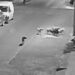 Alertan por jauría agresiva; señalan omisión de Bienestar Animal Municipal