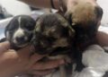Incendio en Mexquitic deja cuatro perritos sin vida y tres en estado delicado