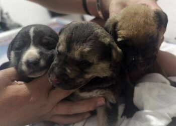 Incendio en Mexquitic deja cuatro perritos sin vida y tres en estado delicado