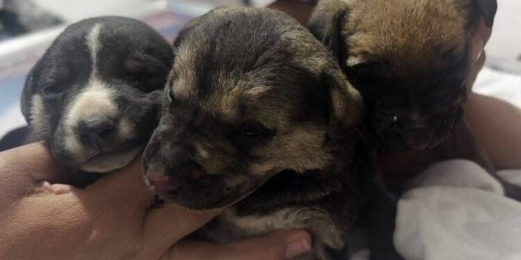Incendio en Mexquitic deja cuatro perritos sin vida y tres en estado delicado
