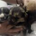 Incendio en Mexquitic deja cuatro perritos sin vida y tres en estado delicado