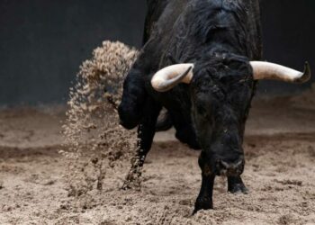 Toro escapa y embiste a familia en Querétaro