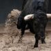 Toro escapa y embiste a familia en Querétaro