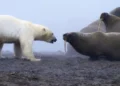 “Una auténtica batalla de titanes”: el momento en que un oso polar se enfrentó a una manada de morsas
