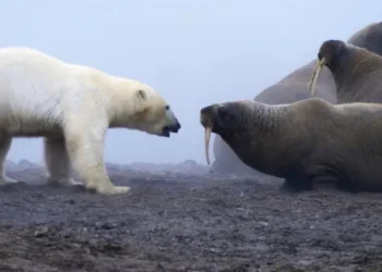 “Una auténtica batalla de titanes”: el momento en que un oso polar se enfrentó a una manada de morsas