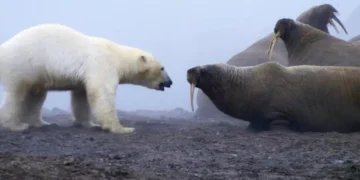 “Una auténtica batalla de titanes”: el momento en que un oso polar se enfrentó a una manada de morsas