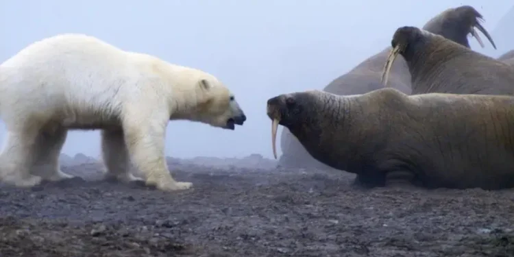 “Una auténtica batalla de titanes”: el momento en que un oso polar se enfrentó a una manada de morsas