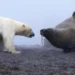 “Una auténtica batalla de titanes”: el momento en que un oso polar se enfrentó a una manada de morsas