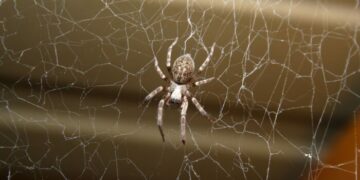 Estudio alerta del peligro que supone el desconocimiento de las arañas