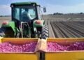 Del huachicol fiscal al huachicol agrícola; productores denuncian contrabando de ajo chino
