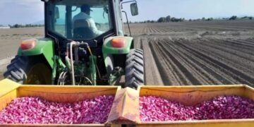 Del huachicol fiscal al huachicol agrícola; productores denuncian contrabando de ajo chino