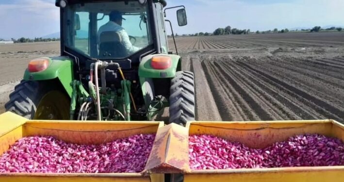Del huachicol fiscal al huachicol agrícola; productores denuncian contrabando de ajo chino