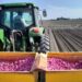 Del huachicol fiscal al huachicol agrícola; productores denuncian contrabando de ajo chino