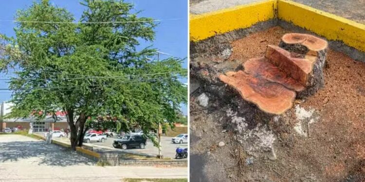 Tala de árboles en SLP vuelve a generar debate tras caso en Ciudad Valles