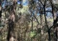 Advierten riesgo ambiental por detonaciones en Los Matías