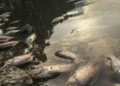 Rechazan en La Viga y Yucatán pescado de Tabasco tras derrame de crudo en el Golfo