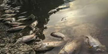 Rechazan en La Viga y Yucatán pescado de Tabasco tras derrame de crudo en el Golfo