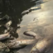 Rechazan en La Viga y Yucatán pescado de Tabasco tras derrame de crudo en el Golfo