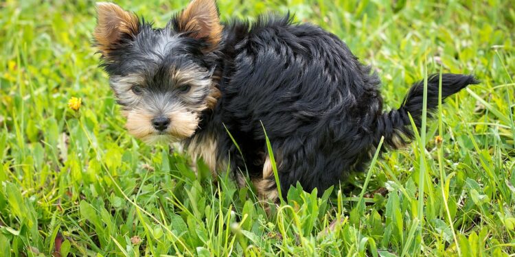 Excremento por todas partes y perros sin correa: a la caza de los dueños irresponsables en la Alcaldía Cuauhtémoc