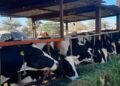 Preocupa en Soledad cercanía del gusano barrenador detectado en la Zona Media