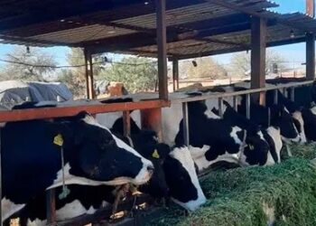 Preocupa en Soledad cercanía del gusano barrenador detectado en la Zona Media