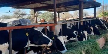 Preocupa en Soledad cercanía del gusano barrenador detectado en la Zona Media