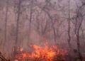 Advierten sanciones de hasta 15 años de prisión por provocar incendios forestales en SLP