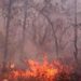 Advierten sanciones de hasta 15 años de prisión por provocar incendios forestales en SLP